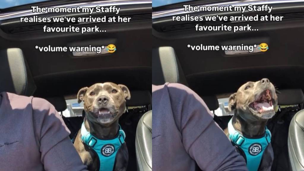 Video Captures the Moment Dog Realizes She’s at Her Favorite Park