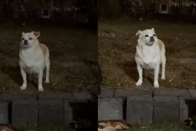 Video: This Foster Pup's 'Arch Nemesis' Is Surprisingly Unpredictable