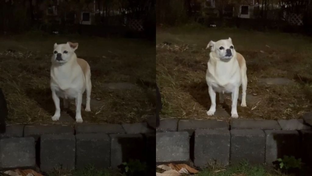 Video: This Foster Pup's 'Arch Nemesis' Is Surprisingly Unpredictable