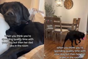 Video Shows What Dog Does When Dad Finishes Work