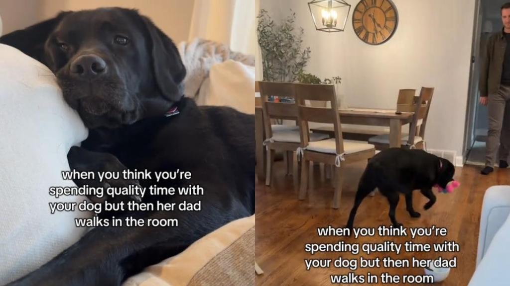 Video Shows What Dog Does When Dad Finishes Work