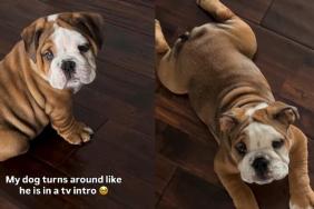 Video Shows Dog Turns Around Like He's In a 'TV Intro'