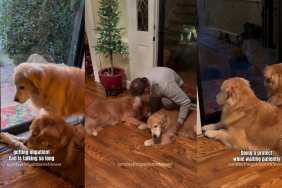 Golden Retrievers React When They See Dad After 10 Days Apart