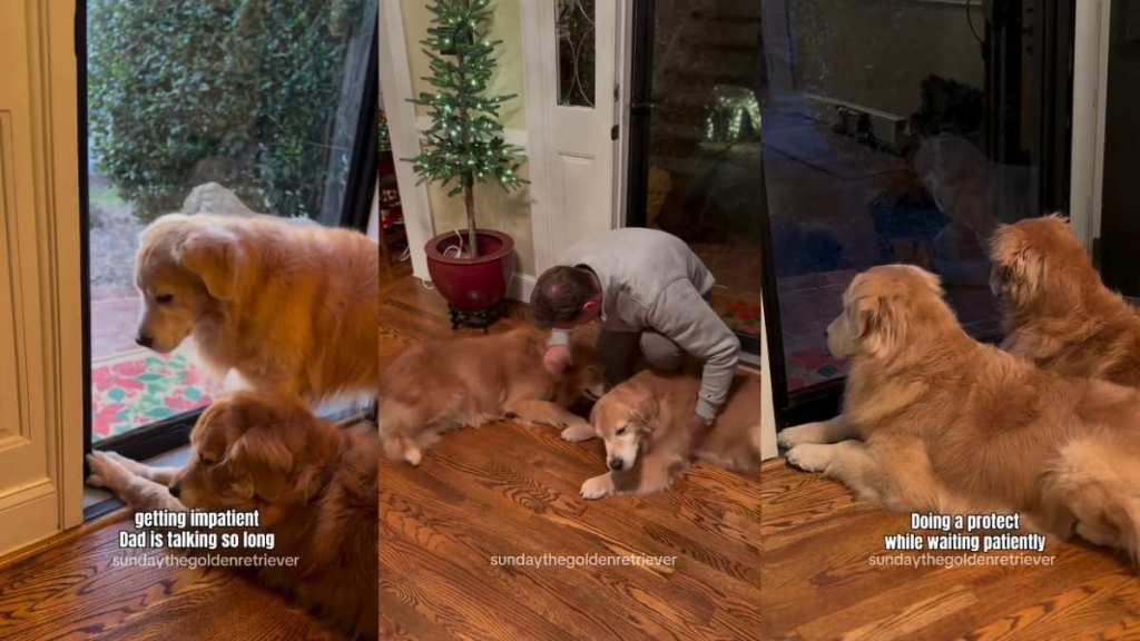 Golden Retrievers React When They See Dad After 10 Days Apart