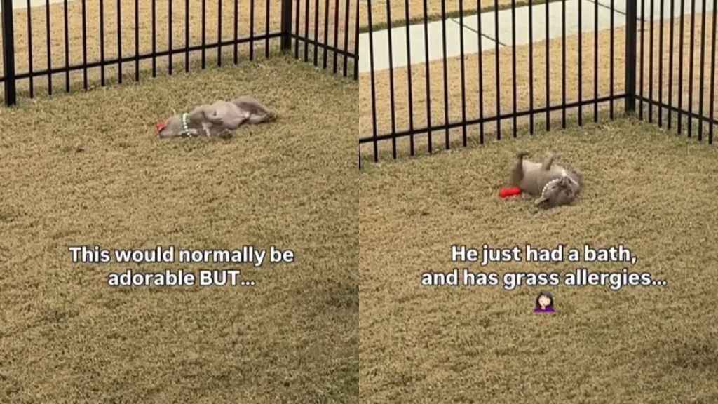 Video: Dog Does This Funny Thing When His Parents Aren't Watching