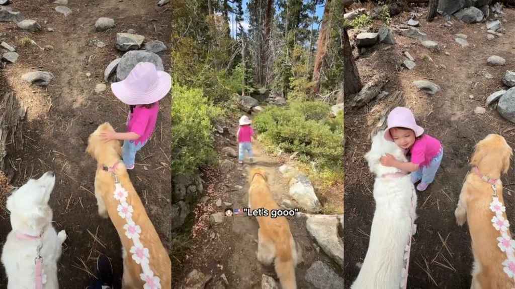 Video: Toddler Asks Golden Retrievers to 'Walk Slowly' During Hike