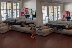Video: Great Danes Spread Themselves on Couch & Barely Fit