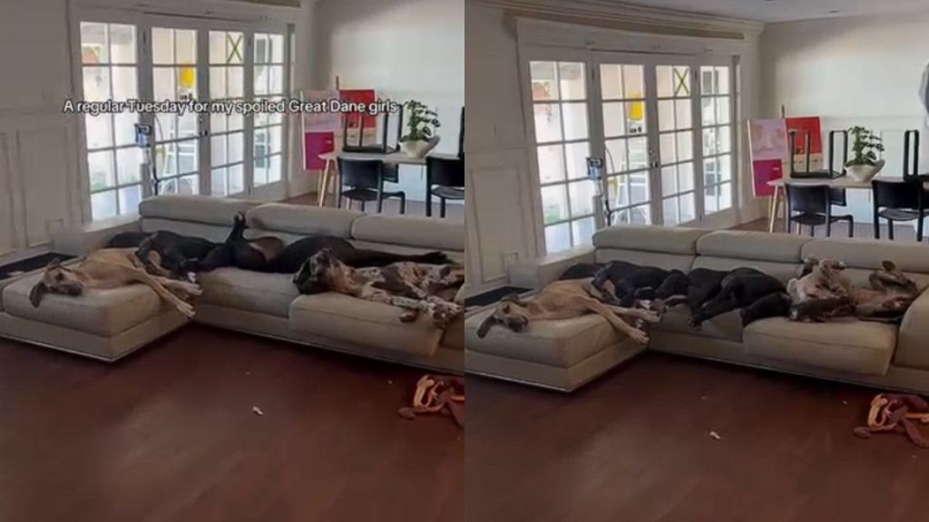 Video: Great Danes Spread Themselves on Couch & Barely Fit