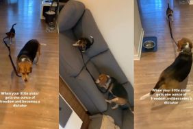 Video: Beagle Uses Her Freedom to ‘Dictate’ Big Brother Around