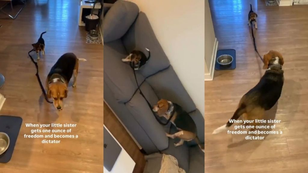 Video: Beagle Uses Her Freedom to ‘Dictate’ Big Brother Around