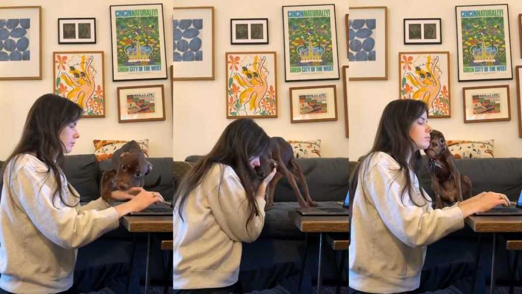 Video: 'Previously Neglected' Dog Does This With Foster Parent