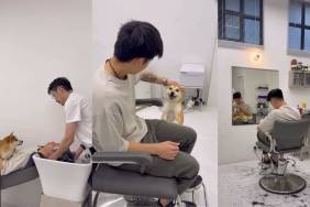 Video: Shiba Inu Is an Official Therapist at Barber Shop