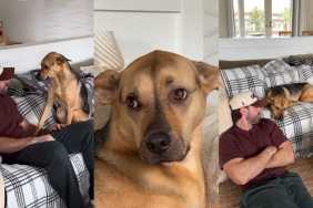 Rescue Puppy Proves the Couch Is All His in Cute Video