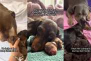 Video: Bully Steps in as Dad to Dachshund’s Newborn Babies
