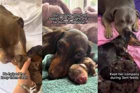 Video: Bully Steps in as Dad to Dachshund’s Newborn Babies