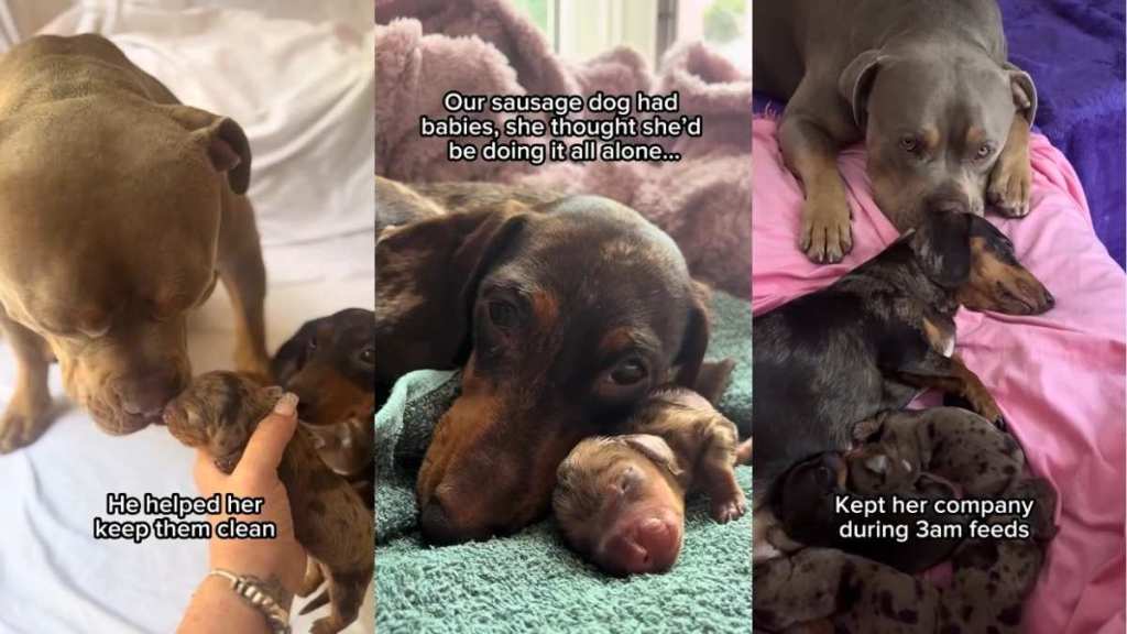 Video: Bully Steps in as Dad to Dachshund’s Newborn Babies