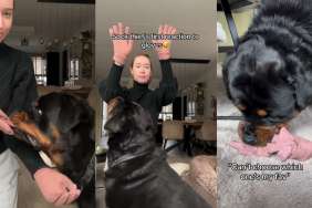 'Sock Thief' Dog's First Reaction to Owner Wearing Gloves Is Priceless