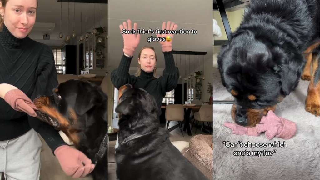 'Sock Thief' Dog's First Reaction to Owner Wearing Gloves Is Priceless