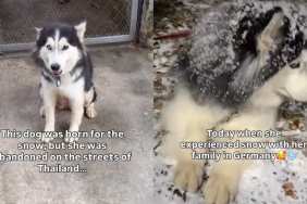 Video: Abandoned Dog Born for Snow Finally Gets to Live the Life She Was Meant For
