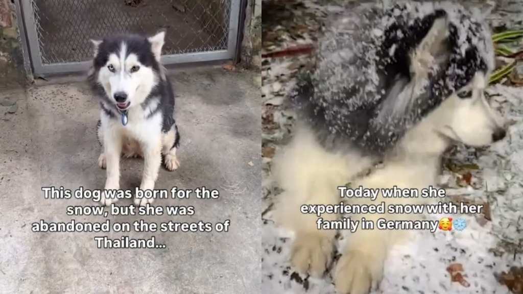 Video: Abandoned Dog Born for Snow Finally Gets to Live the Life She Was Meant For