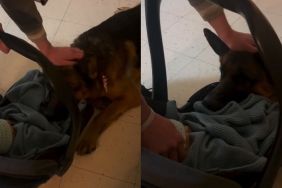 Video: Dog's Reaction When Newborn Baby Comes Home Is Everything