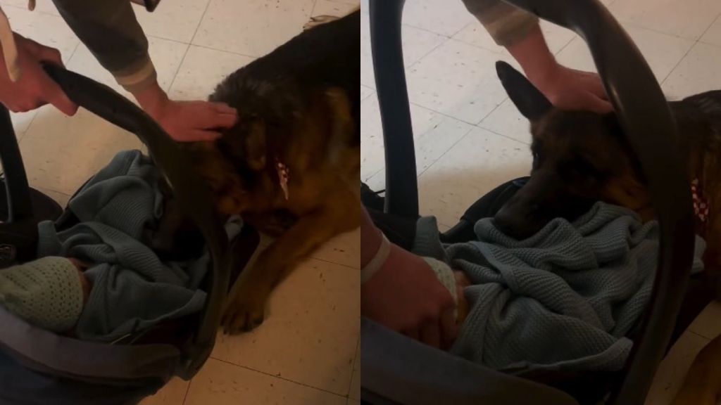 Video: Dog's Reaction When Newborn Baby Comes Home Is Everything