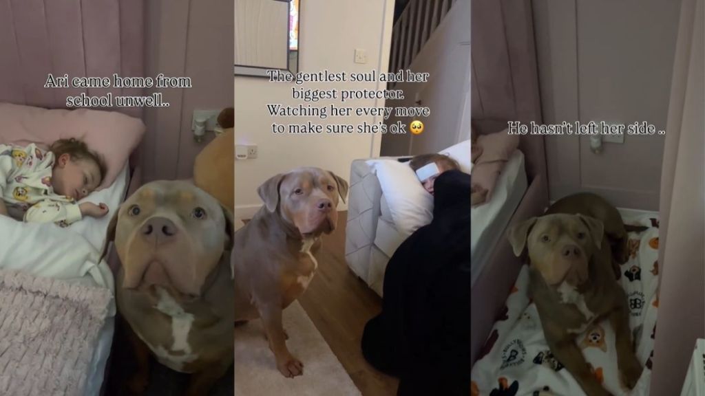 Video: XL Bully Stays By Sister's Side When She's Sick
