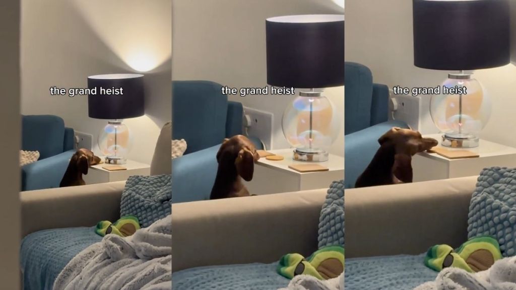 Video: Dachshund Is Successful in ‘Grand Heist’ of Tea Biscuit