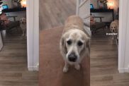 Video: Dog Is Dramatic After Owner Accidentally Steps on Toe