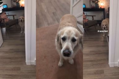 Video: Dog Is Dramatic After Owner Accidentally Steps on Toe
