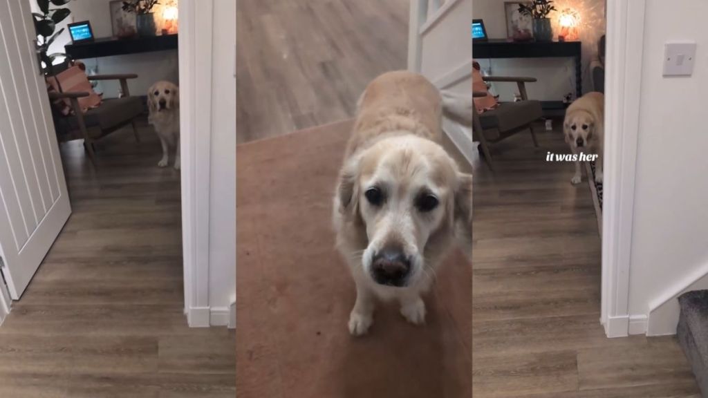 Video: Dog Is Dramatic After Owner Accidentally Steps on Toe