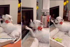 Video: Dog Is Busy 'Communing With Fire Gods' By Fireplace