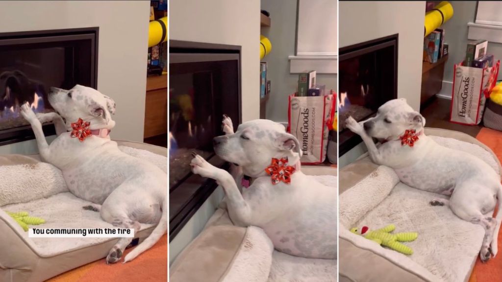 Video: Dog Is Busy 'Communing With Fire Gods' By Fireplace