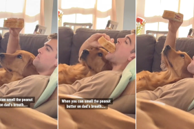 Golden Retriever Is Highly Focused on PB&J Sandwich in Funny Video