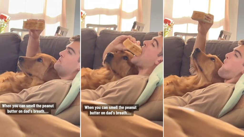 Golden Retriever Is Highly Focused on PB&J Sandwich in Funny Video