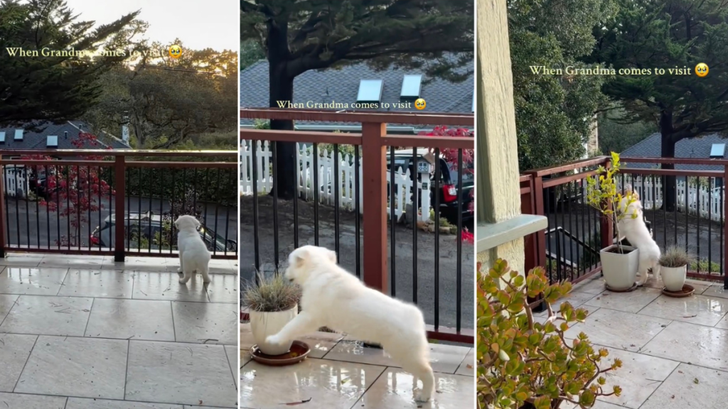Video: Puppy Can Barely Contain Excitement When Grandma Comes Visiting