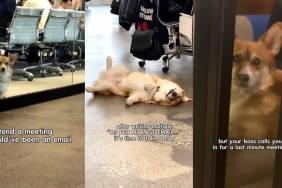 Video: Corgi Is the 'Chief Snooze Officer' on Office Day