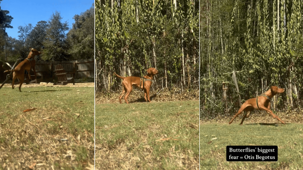 Vizsla Puppy Wins Internet by Chasing Butterflies in Cute Video