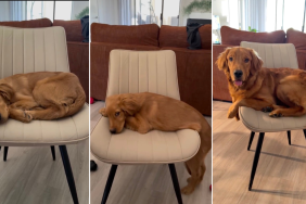 Golden Retriever's Attachment to His 'Emotional Support Chair' Melts Hearts