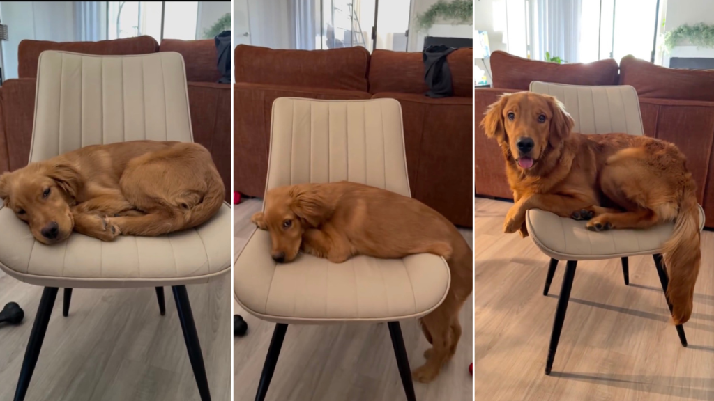 Golden Retriever's Attachment to His 'Emotional Support Chair' Melts Hearts