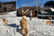 Video Captures the Moment Golden Retriever Sees Snow For the First Time in Years