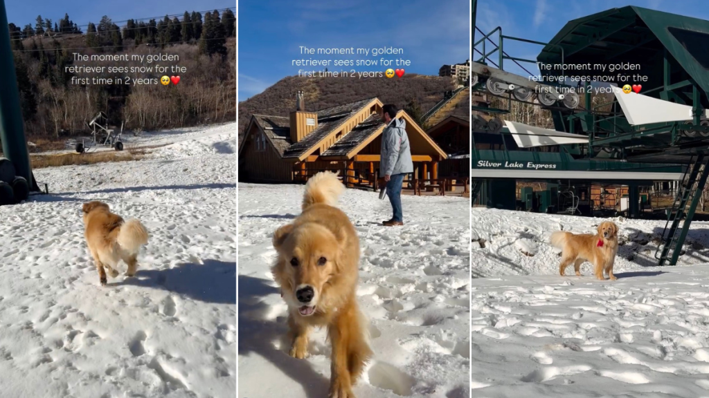 Video Captures the Moment Golden Retriever Sees Snow For the First Time in Years