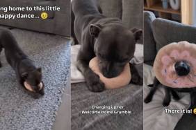 Video: Dog's 'Happy Dance' When Owner Comes Home Melts Hearts