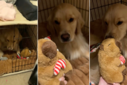 Video: Golden Retriever Finds Christmas Gift Early & Does This