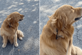 Video of Golden Retriever Enjoying the Breeze on His Face Is Everything