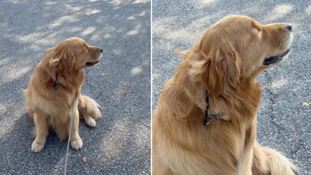 Video of Golden Retriever Enjoying the Breeze on His Face Is Everything