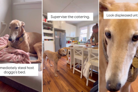 Video: Dogs Show How to Behave When Invited to Lunch