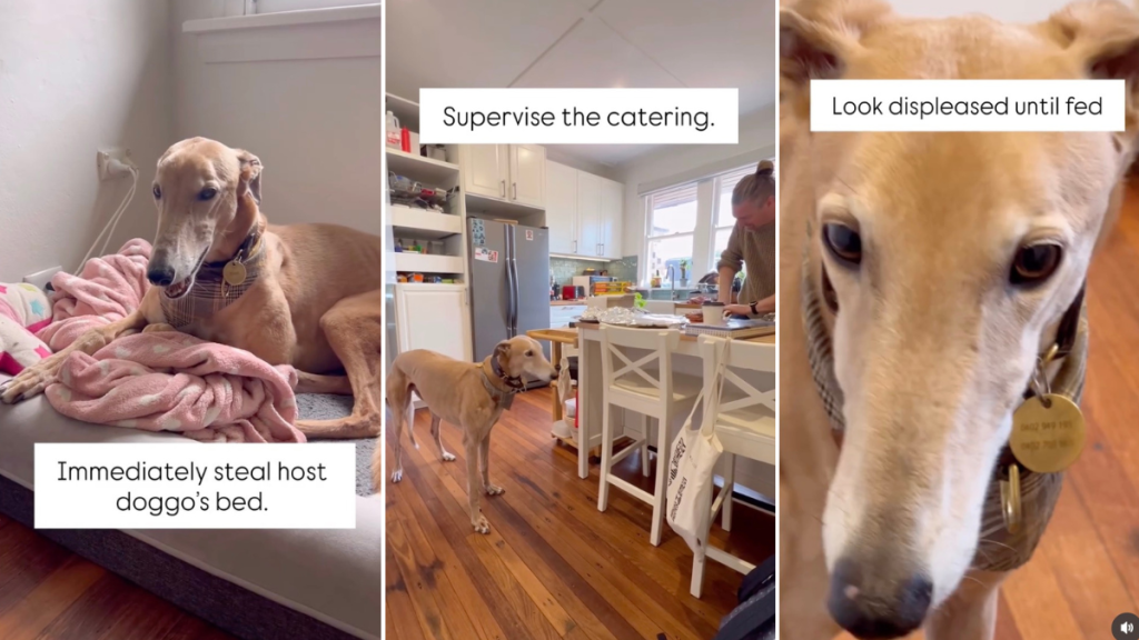 Video: Dogs Show How to Behave When Invited to Lunch
