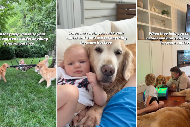 Golden Retrievers 'Help' Owner Raise Kids & Expect This in Return