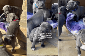 Puppy's 'Big Belly' Makes Climbing a Step Challenging in the Most Adorable Way